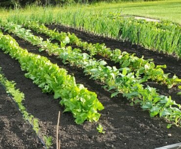 Garden Series: July Update and Caring for your Garden