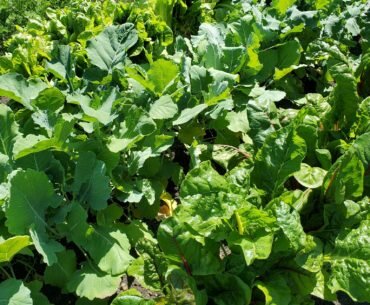 Garden Series: Harvesting your Bounty!